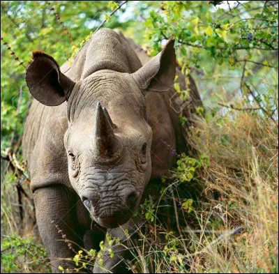Combien y a-t-il d'espèces de rhinocéros ?