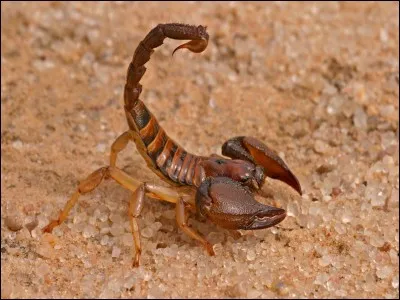 Où le scorpion fait-il son nid ?