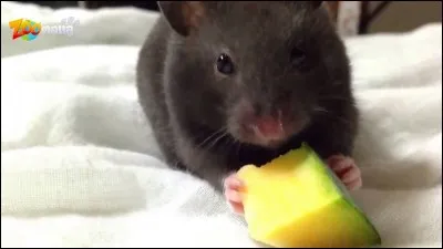 J'adore les graines, qui suis-je ?