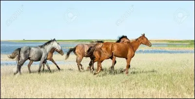 Le cheval est domestiqué depuis environ ...
