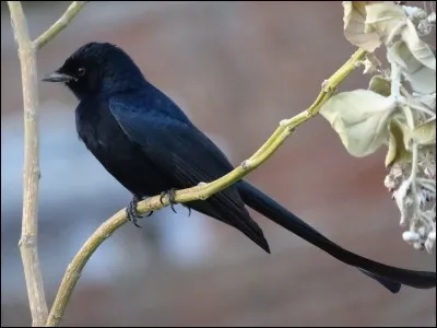 Vivant en Australie, quel genre d'animal est un "drongo" ?