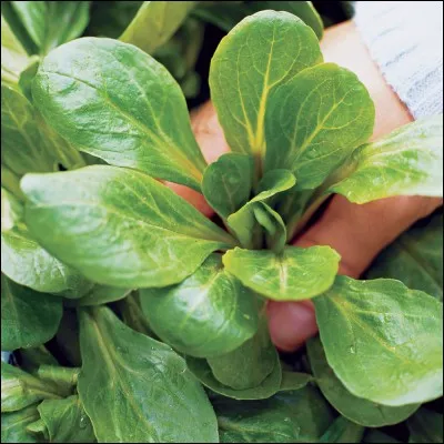 Quel est le nom de ce l&eacute;gume ?