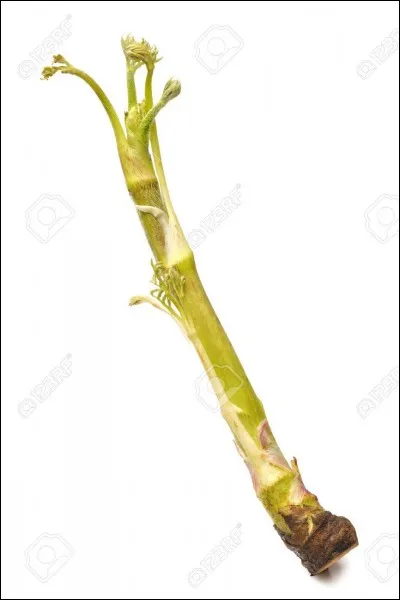 Quel est le nom de ce l&eacute;gume ?
