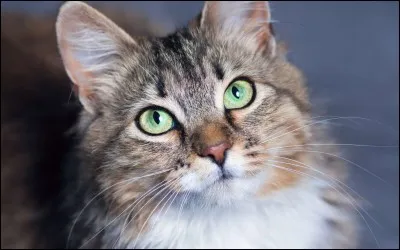 Aimes-tu les chats ?