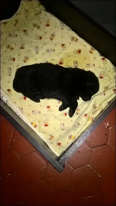 Aimes-tu les chiens ?