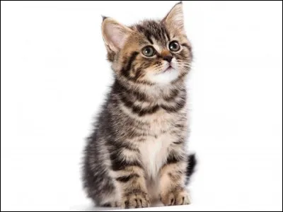 Aimes-tu les chats ?