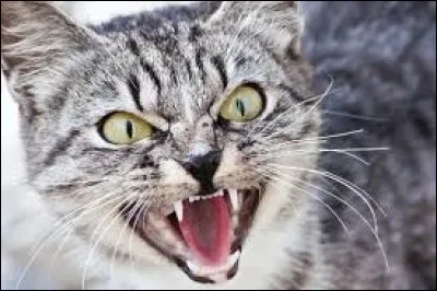 Quand on attaque un(e) de tes ami(e)s, comment réagis-tu ?