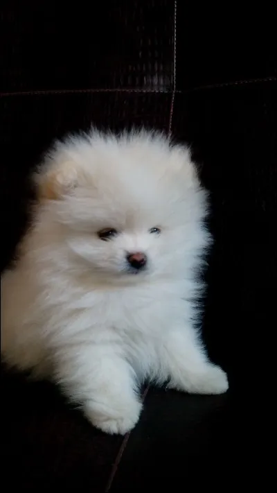 Quelle est cette race ?