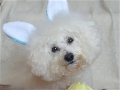 Quelle est cette race ?