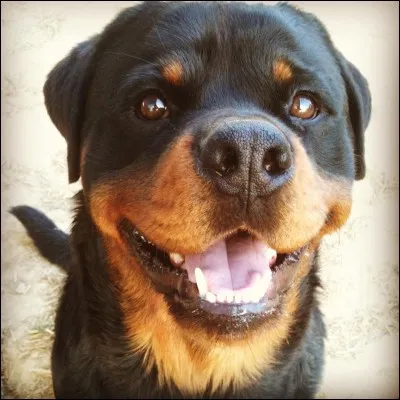 Quelle est cette race ?