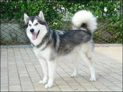 Quelle est cette race ?