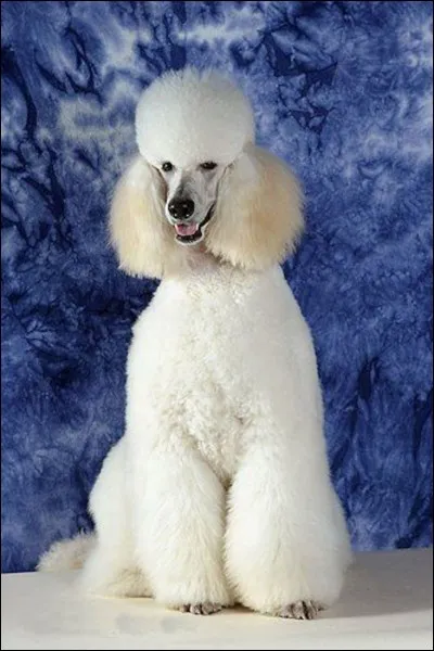 Quelle est cette race ?