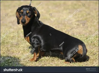 Quelle est cette race ?