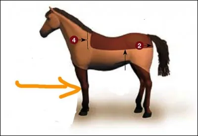 Cette partie du corps du cheval est ... (image,flèche orange)