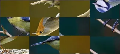 On peut voir sur cette image, une mésange bleu et un rouge-gorge.