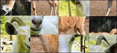 On peut voir sur cette image, une chèvre et un chameau.