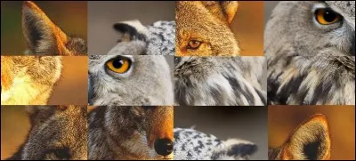 On peut voir sur cette image, un hibou et un chacal.