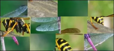 On peut voir sur cette image, une abeille et une libellule.