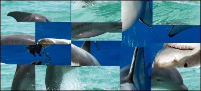 On peut voir sur cette image, un requin et un dauphin.