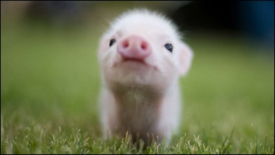 Jusqu'à quel âge peut vivre un cochon ?