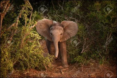 Jusqu'à quel âge peut vivre un éléphant ?
