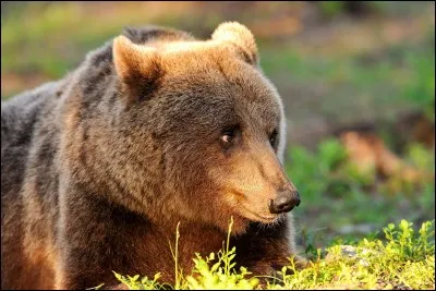 Jusqu'à quel âge peut vivre un ours ?