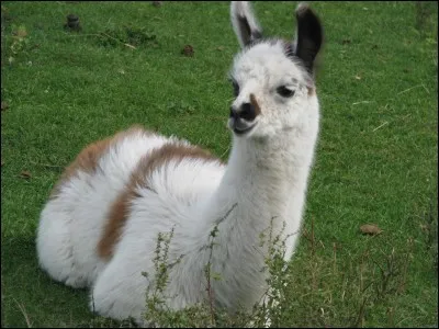 Jusqu'à quel âge peut vivre un lama ?