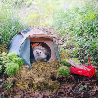 Casque d'homme d'armes, au moyen-âge !