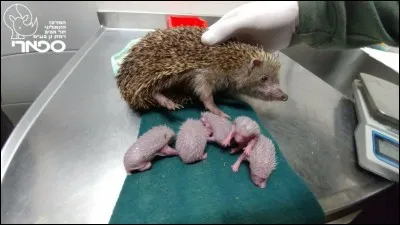 Solide à six faces planes !