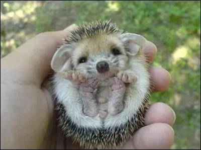 Héros mythologique de légende, né à Thèbes des amours de Zeus et Alcmène !