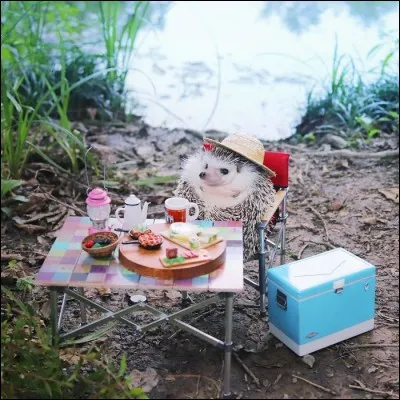 Picardie, marais aménagé pour les cultures maraîchères !