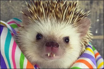 Gallinacé d'Amérique du Sud !