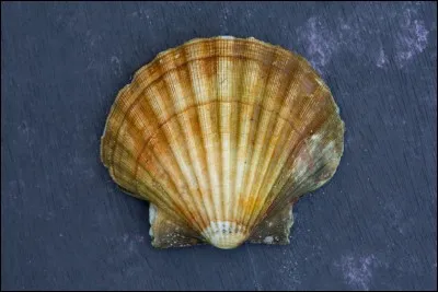 La coquille Saint-Jacques n'a pas d'yeux.