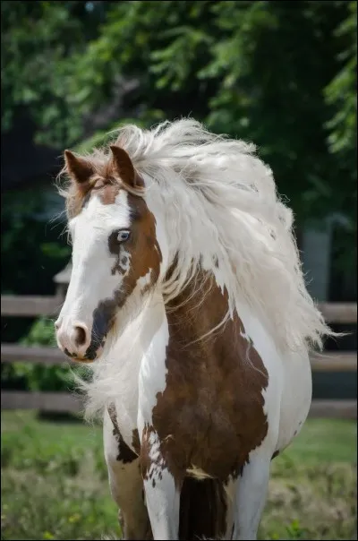 Qu'est-ce qui est le plus dur quand on apprend à monter à cheval ?