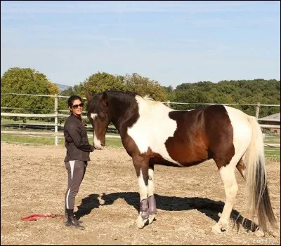 De quelle couleur est la robe de ce cheval ?