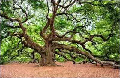 Tu as le choix entre une branche d'arbre et un tronc d'arbre, que choisis-tu ?