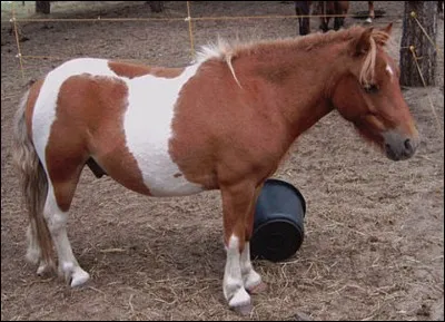 Quelle est la robe de ce poney ?