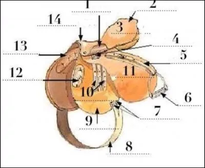Qu'est-ce que le n°11 ?