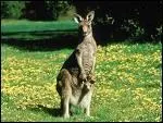 D'o vient le kangourou?