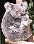 D'o vient le koala?