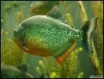 D'o vient le piranha?