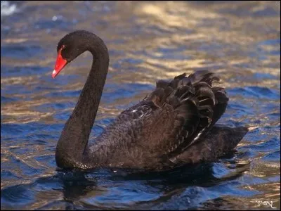 Il faut le faire, moi je m'y attendais pas !
Quel est le plus gros secret du Cygne Noir ?
