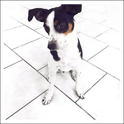 Comment s'appelle leur chien ?