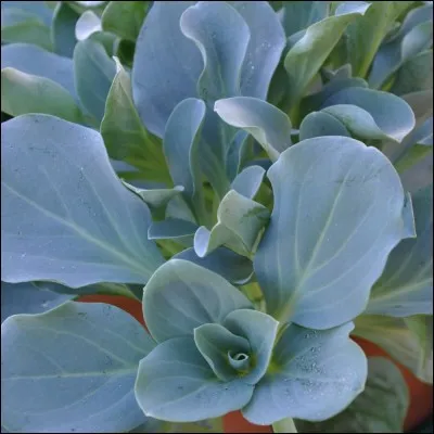 Quelle plante préfères-tu ?