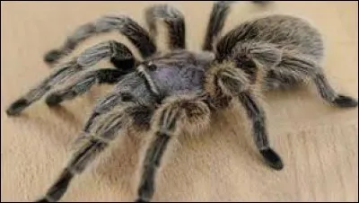 Aimes-tu les insectes ?