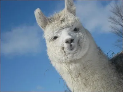 Que va faire Gareki dan le chapitre 89 ?