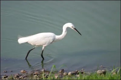 Quel est le nom de cet oiseau ?