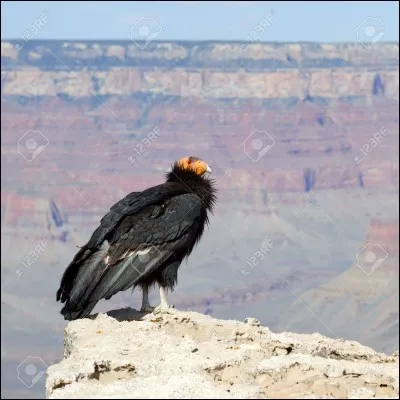 Quel est le nom de cet oiseau ?