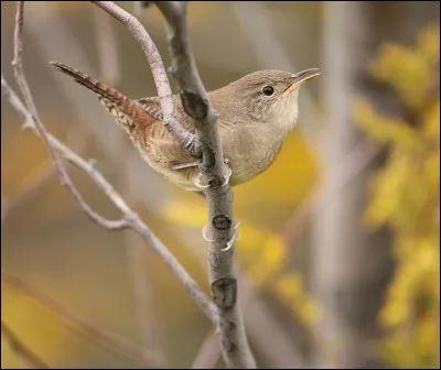 Cet oiseau niche dans des cavités et se trouve dans le désert. il est originaire de la Californie. Comment s'appelle-t-il ?