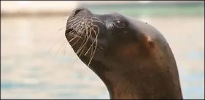 Que veut dire arctocephalus australis ?